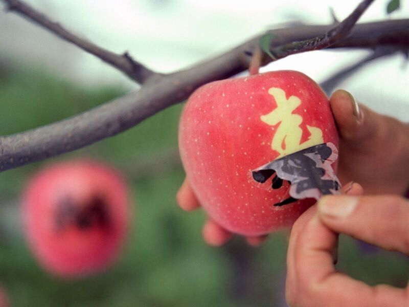 mojie ringo nghệ thuật vẽ hình lên trái táo mojie ringo nghệ thuật vẽ hình lên trái táo